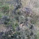 Guerrilla fastbuds🇮🇹