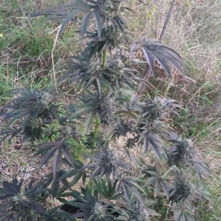 Guerrilla fastbuds🇮🇹