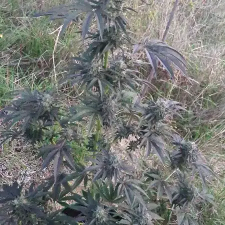 Guerrilla fastbuds🇮🇹