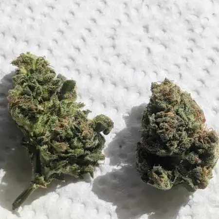 Guerrilla fastbuds🇮🇹