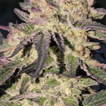 Guerrilla fastbuds🇮🇹