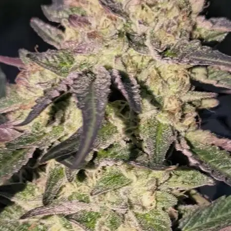 Guerrilla fastbuds🇮🇹