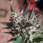 Guerrilla fastbuds🇮🇹