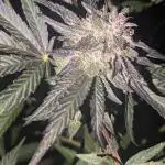 Guerrilla fastbuds🇮🇹