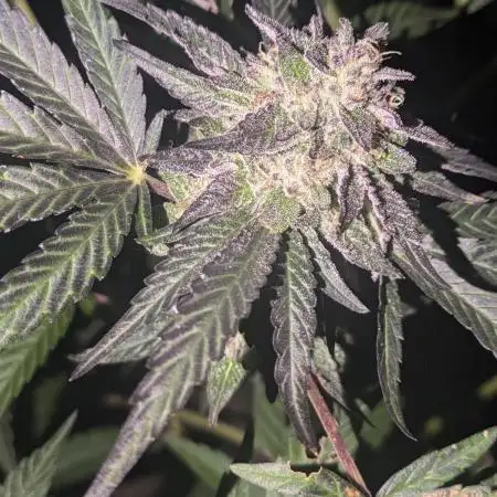 Guerrilla fastbuds🇮🇹