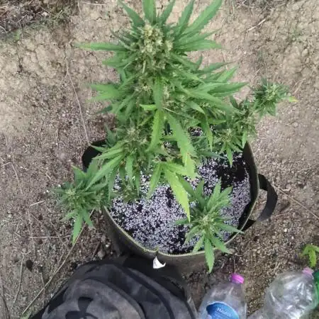 Guerrilla fastbuds🇮🇹