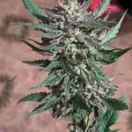 Guerrilla fastbuds🇮🇹