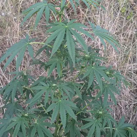 Guerrilla fastbuds🇮🇹