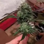 Guerrilla fastbuds🇮🇹