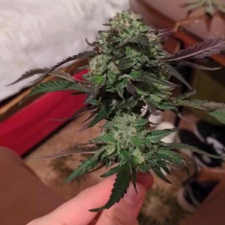 Guerrilla fastbuds🇮🇹