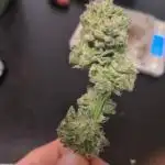 Guerrilla fastbuds🇮🇹