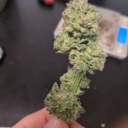 Guerrilla fastbuds🇮🇹