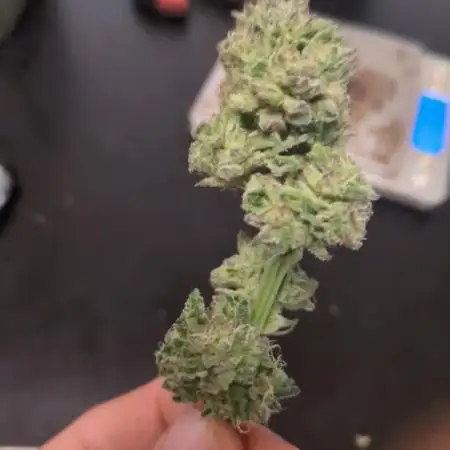 Guerrilla fastbuds🇮🇹