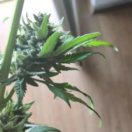 Guerrilla fastbuds🇮🇹