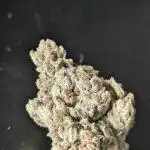 Guerrilla fastbuds🇮🇹