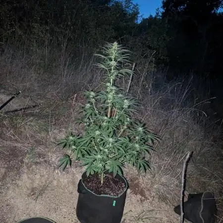 Guerrilla fastbuds🇮🇹