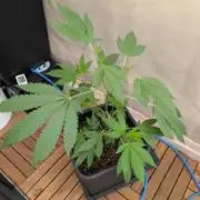 Gorilla Melon Outdoor