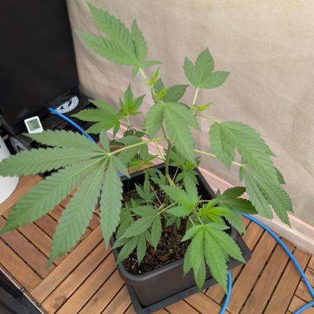 Gorilla Melon Outdoor