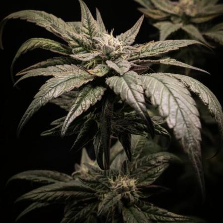 Biscotti Gelato | Micro Mother