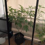 Gorilla Melon Outdoor