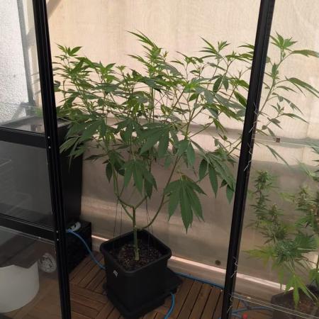 Gorilla Melon Outdoor