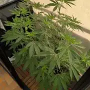 Gorilla Melon Outdoor
