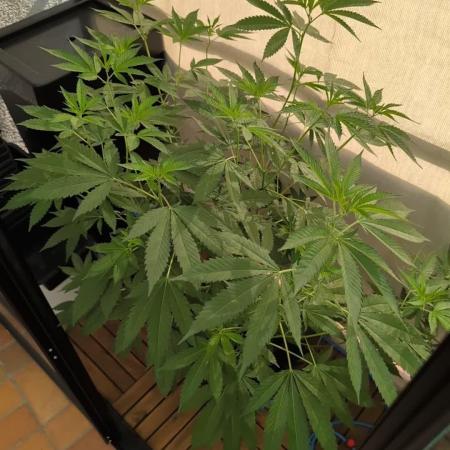 Gorilla Melon Outdoor