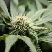 Papayton | Gorilla Melon