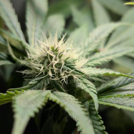 Papayton | Gorilla Melon