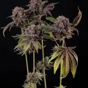 Papayton | Gorilla Melon