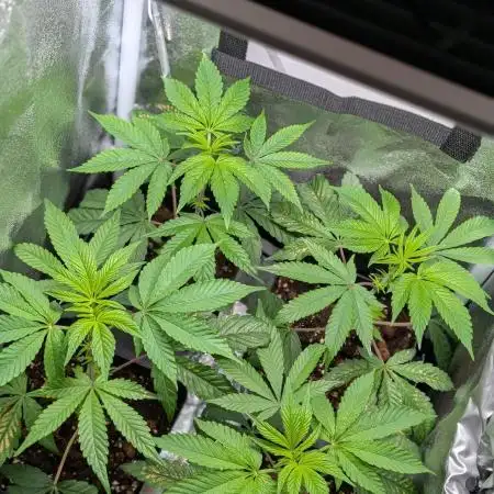 Biscotti Gelato | Micro Mother