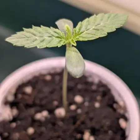 Biscotti Gelato | Micro Mother