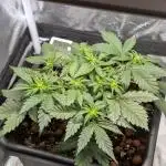 Tropicana Cookies Auto