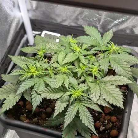 Tropicana Cookies Auto