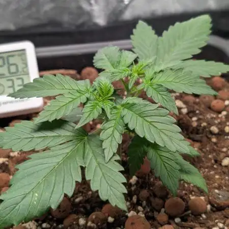 Tropicana Cookies Auto