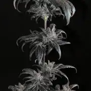 Biscotti Gelato | Micro Mother