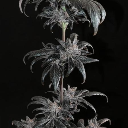 Biscotti Gelato | Micro Mother