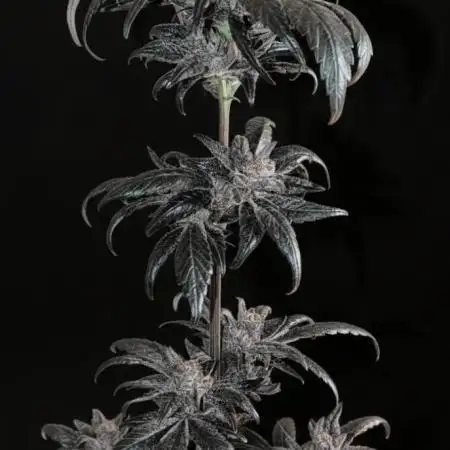 Biscotti Gelato | Micro Mother