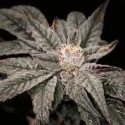 Biscotti Gelato | Micro Mother