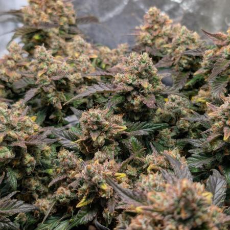Tropicana Cookies Auto