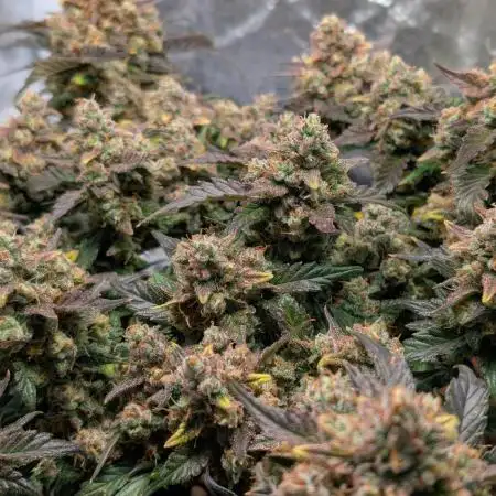 Tropicana Cookies Auto