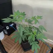 Gorilla Melon Outdoor