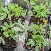 Papayton | Gorilla Melon