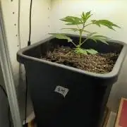Gorilla Melon Outdoor
