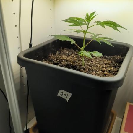 Gorilla Melon Outdoor
