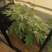 Gorilla Melon Outdoor
