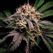 Papayton | Gorilla Melon