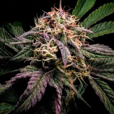 Papayton | Gorilla Melon