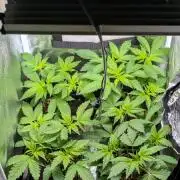 Papayton | Gorilla Melon