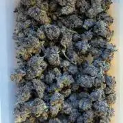 Biscotti Gelato | Micro Mother